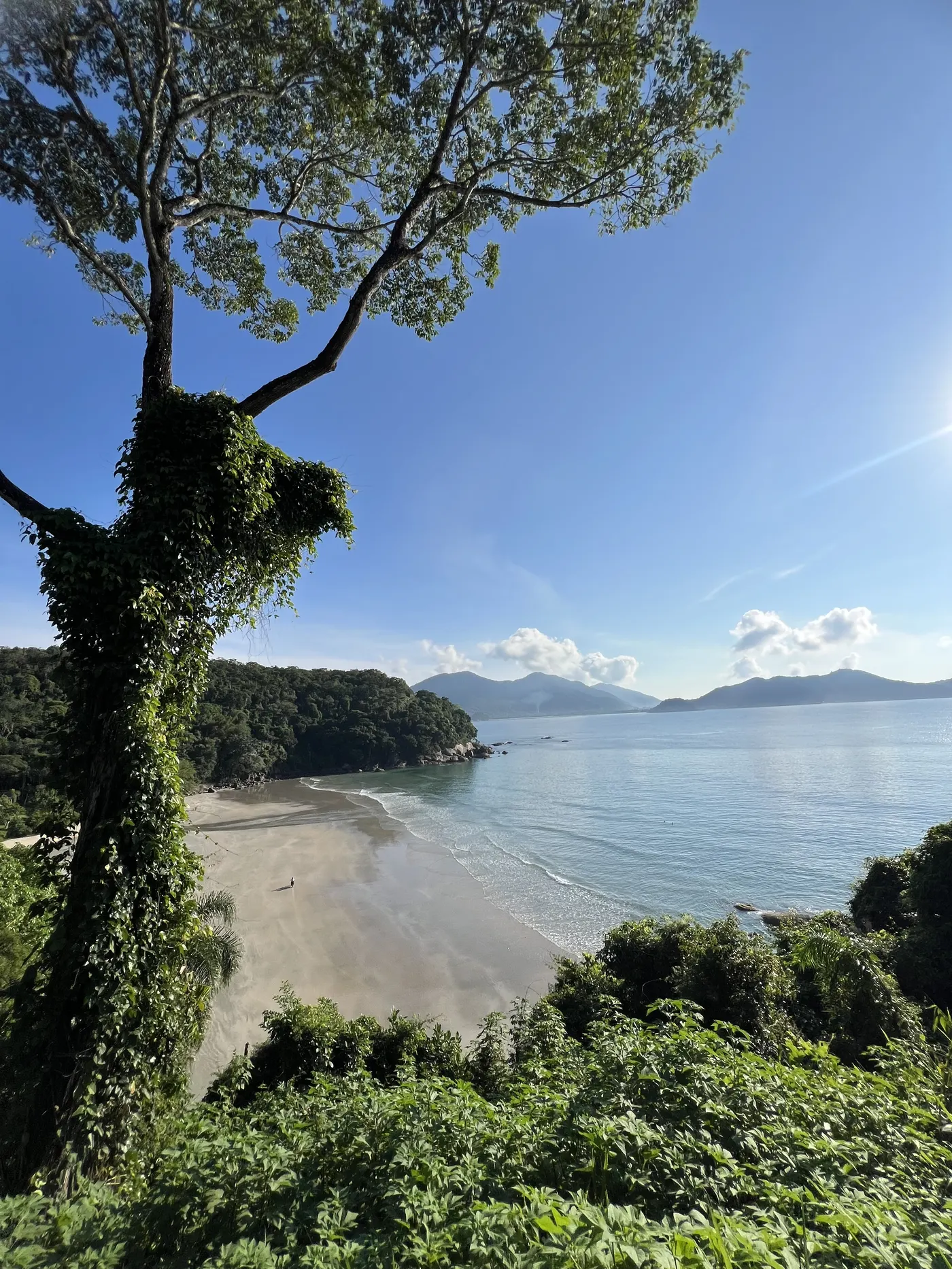 Árvore do Mirante do Pirata com a Praia Brava da Fortaleza ao fundo — foto autoral de Renan Life, Ubatuba