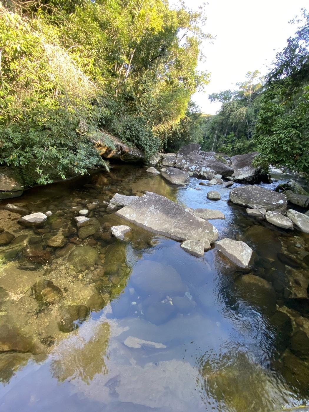 Rio de água limpa correndo entre pedras na mata