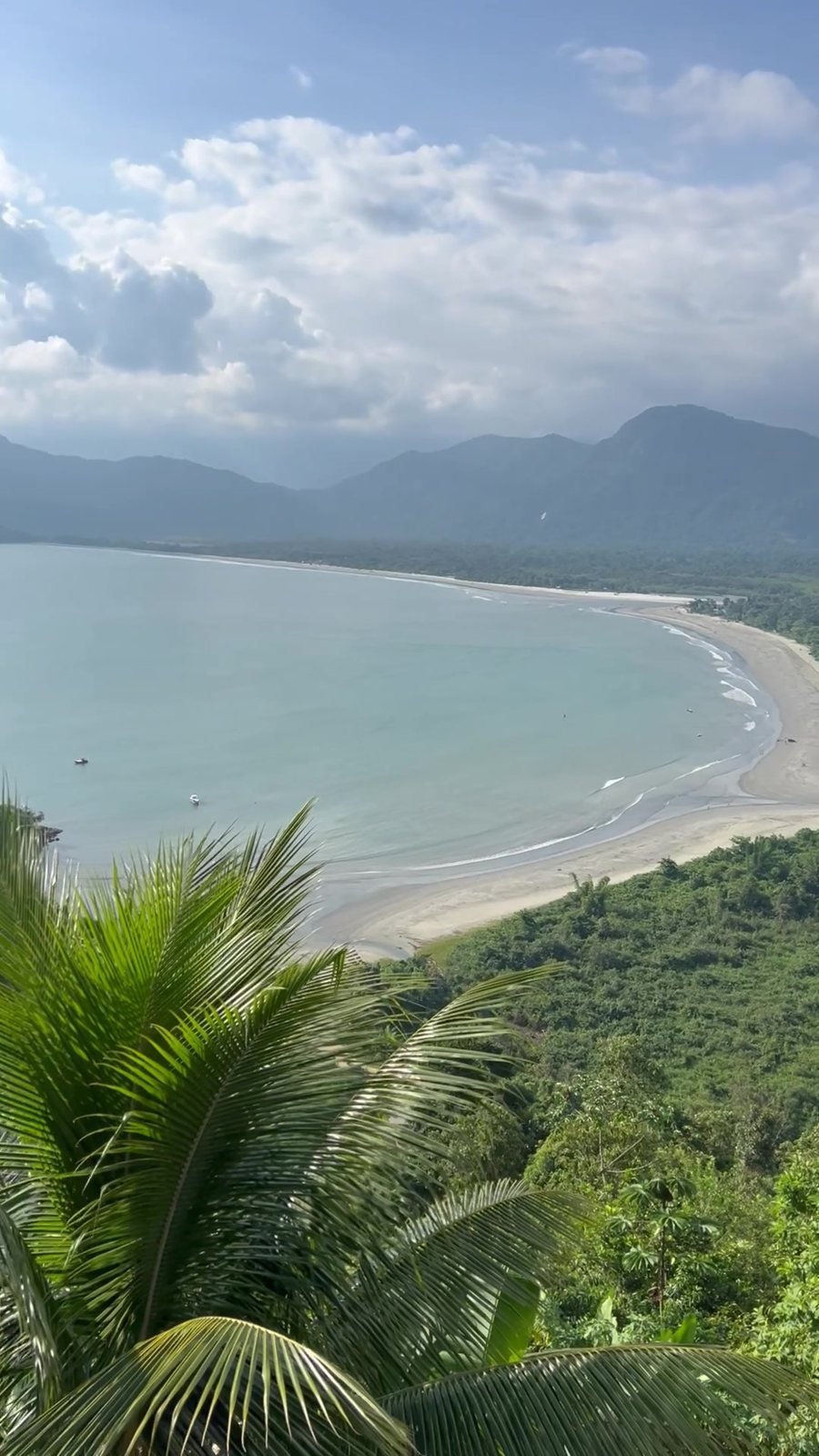 Baía de Ubatuba vista de um mirante com coqueiro