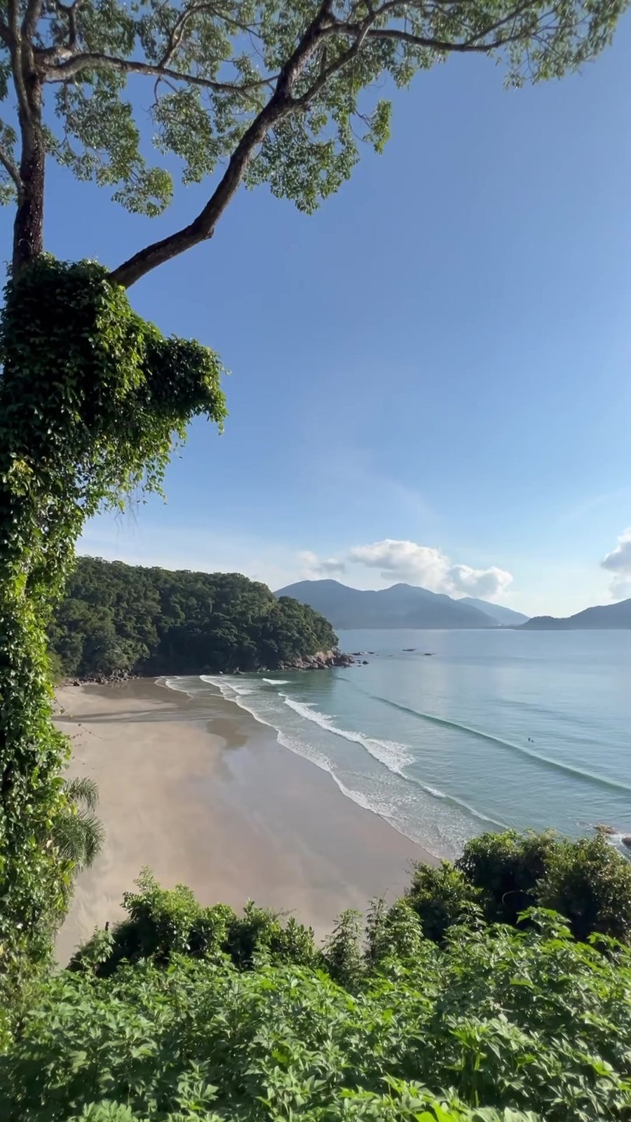 Vista de um mirante com árvore sobre praia de Ubatuba