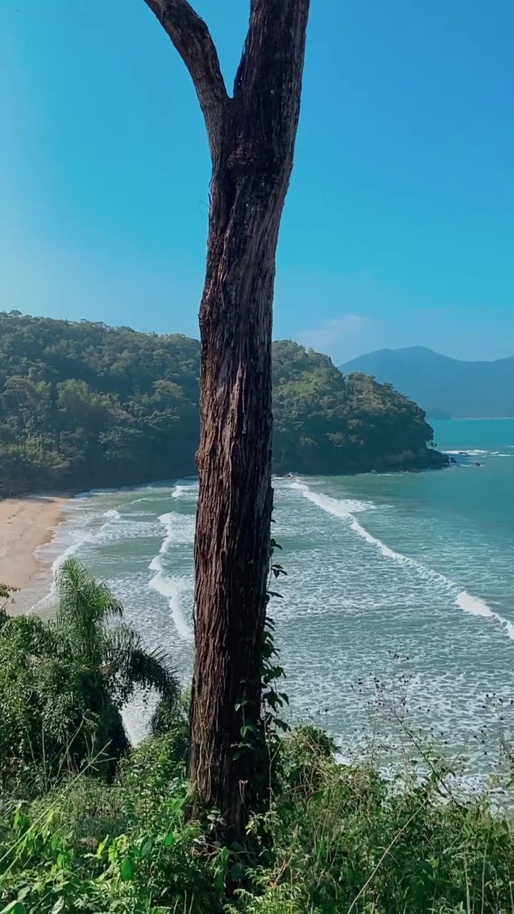 Vista do Mirante do Pirata em Ubatuba, com praia de mar verde e serra ao fundo, emoldurada por um tronco de árvore