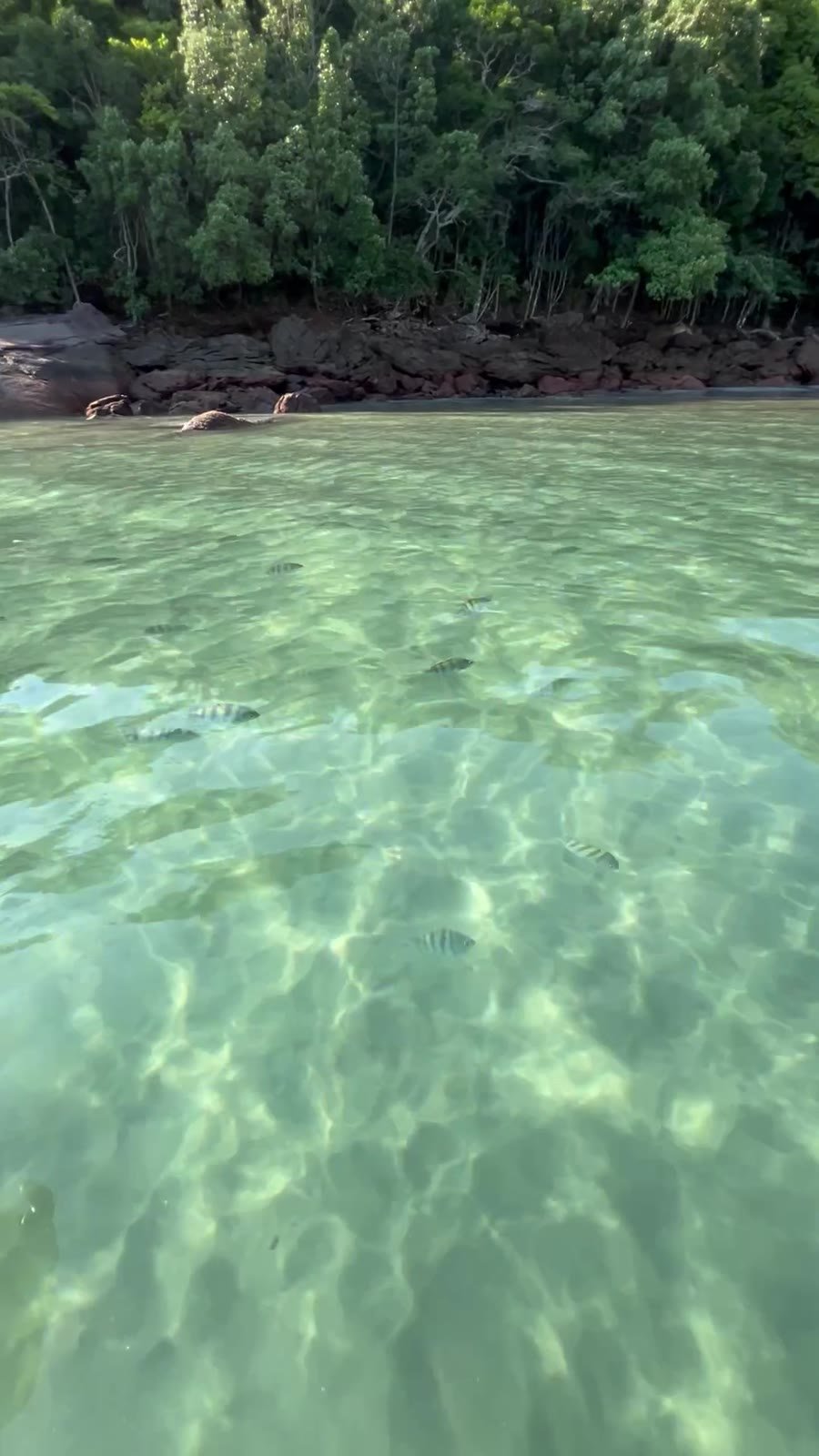 Água cristalina na Praia da Fortaleza, Ubatuba