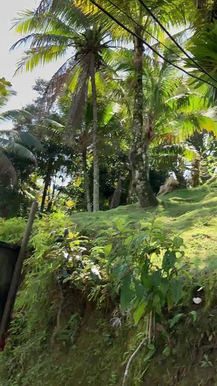Trilha na Mata Atlântica com vista pro mar em Ubatuba