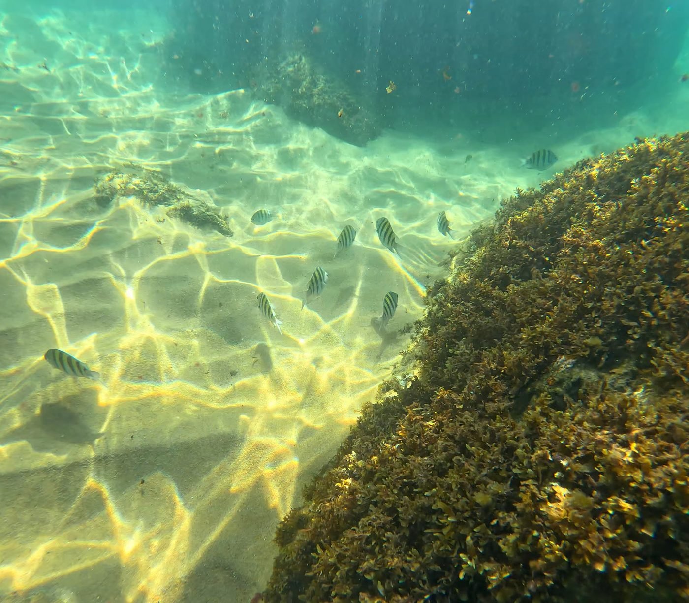 Peixes listrados nadando sobre areia clara e pedra com algas, debaixo d'água na Ilha Anchieta
