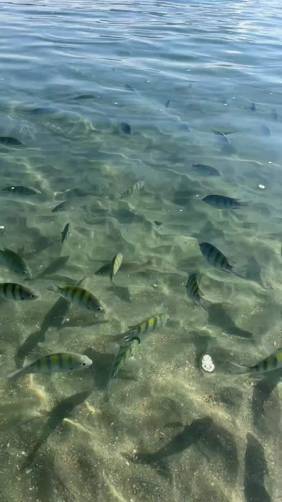 Cardume de sargentinho na piscina natural da Praia da Fortaleza, filmado de fora d'água
