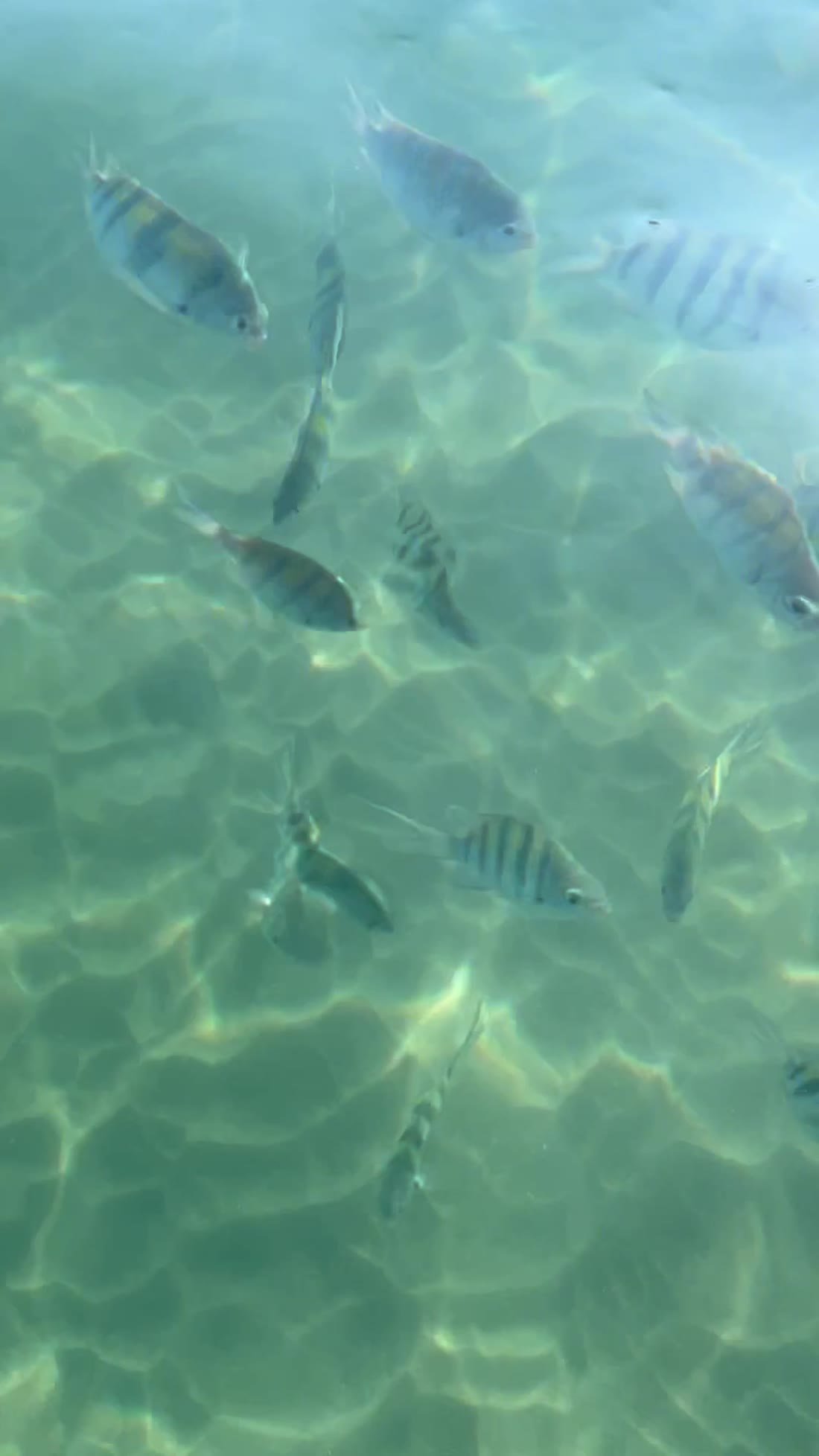 Peixes listrados na água cristalina e rasa da piscina natural