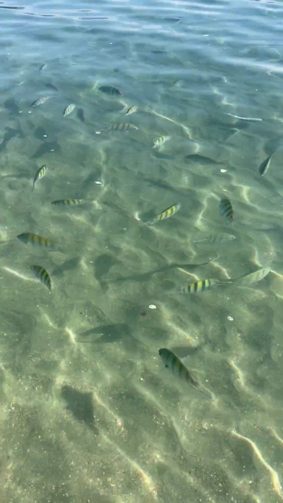 Peixes na piscina natural da Praia da Fortaleza, Ubatuba