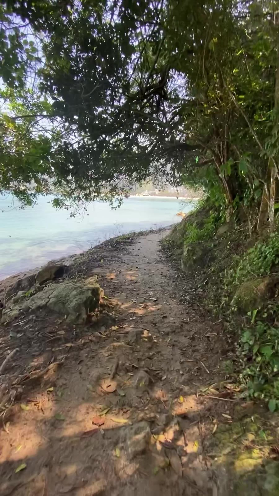 Trilha na mata à beira-mar em Ubatuba