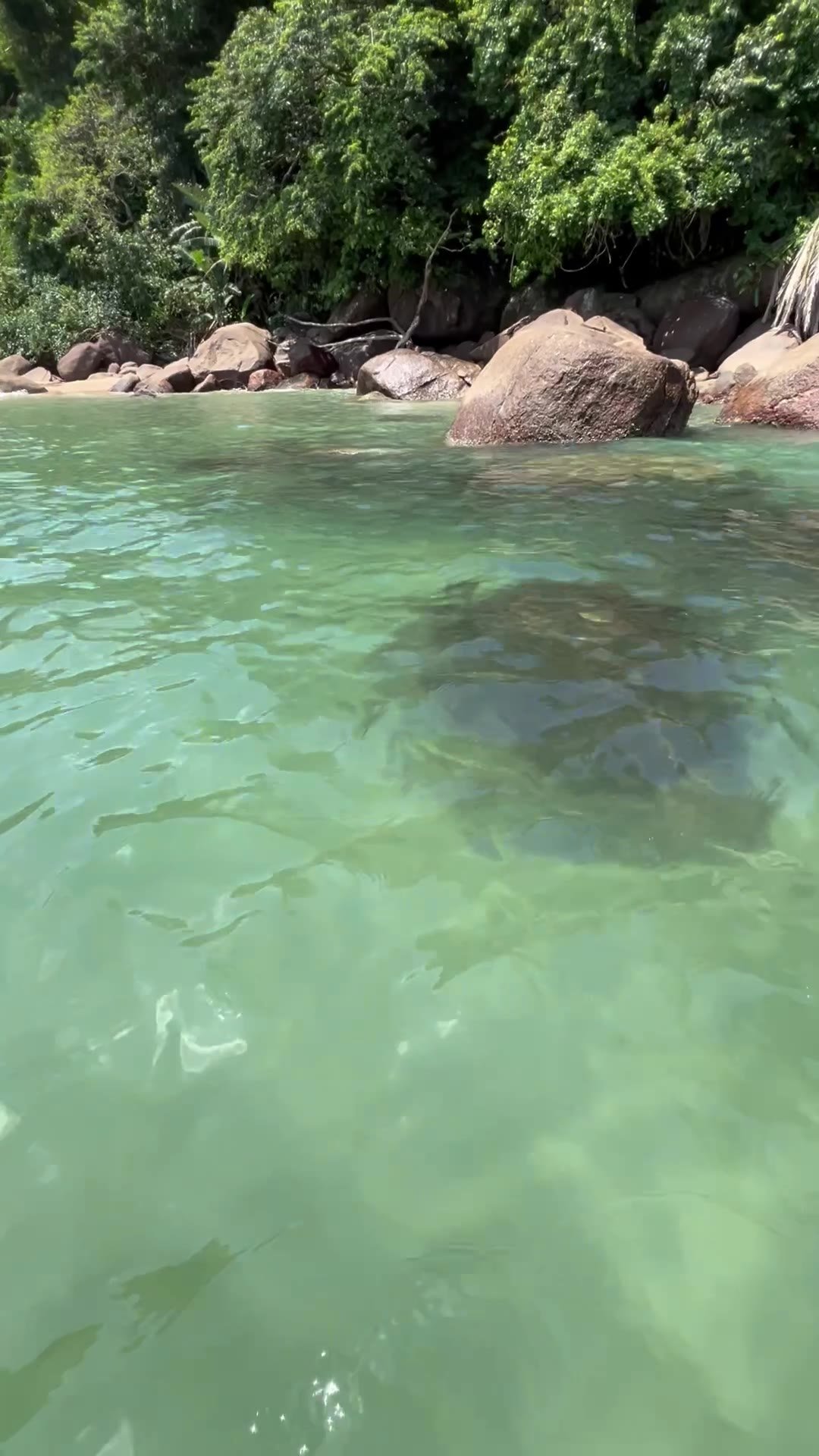 Água verde e transparente com pedras e mata atlântica em praia de Ubatuba