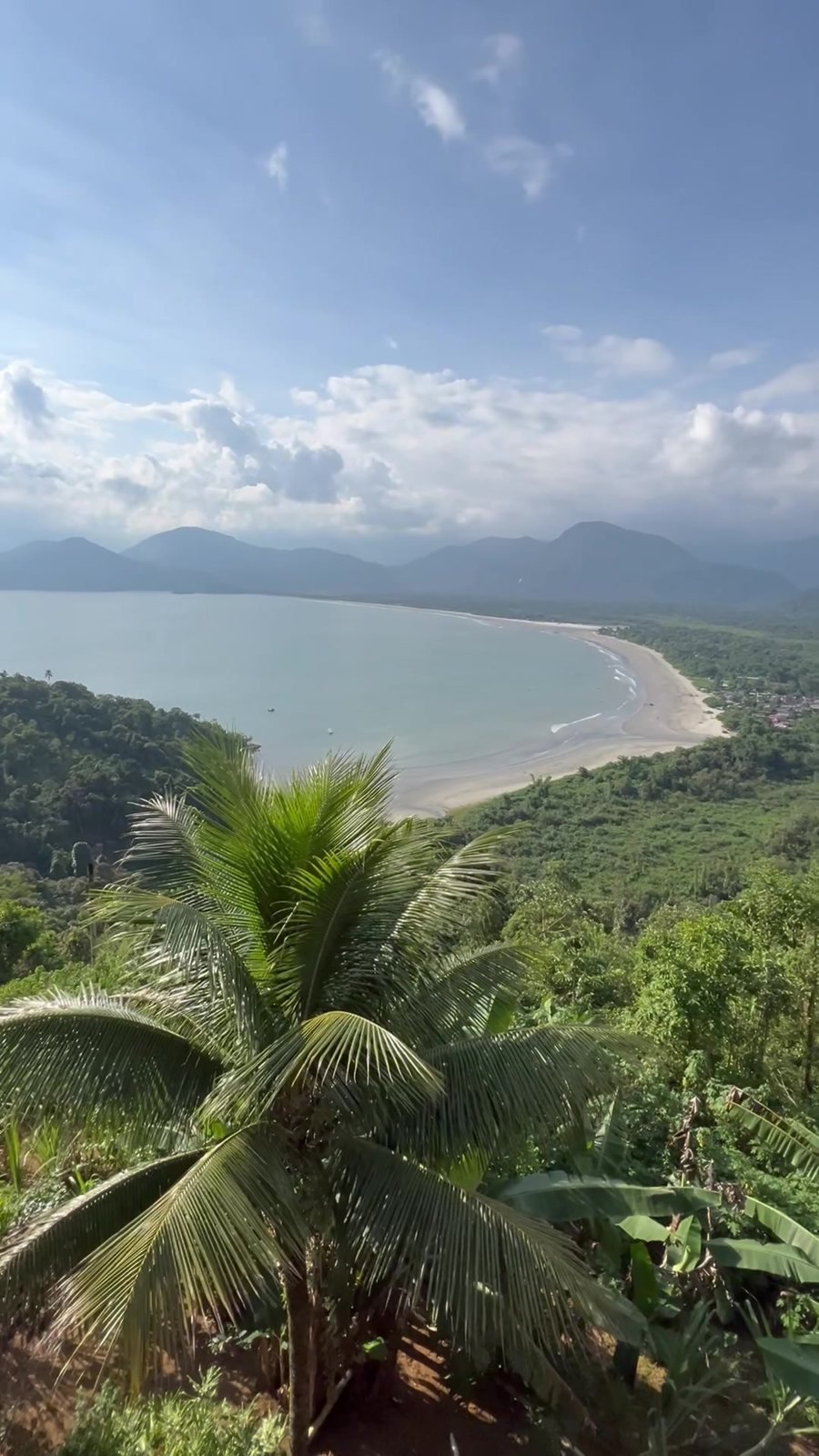 Baía de Ubatuba vista de um mirante com coqueiro